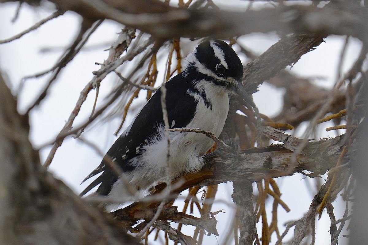 Hairy Woodpecker - ML643882658