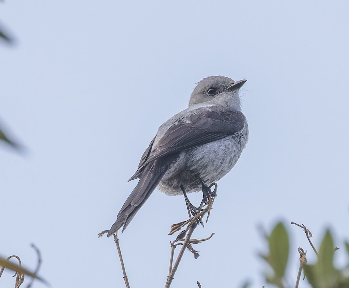 Shear-tailed Gray Tyrant - ML643882667