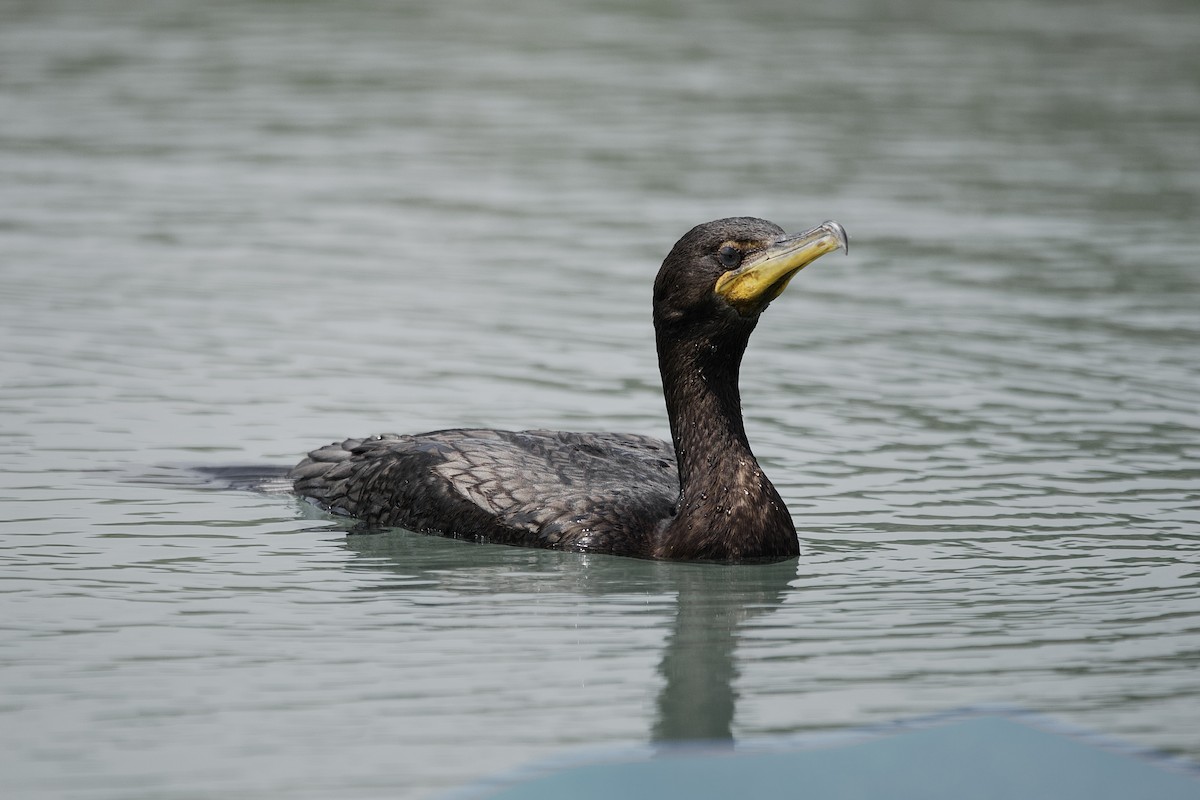 Double-crested Cormorant - ML643882668