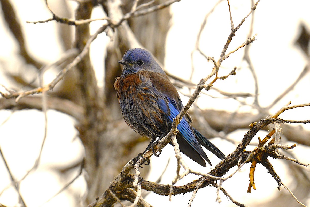 Western Bluebird - ML643882684