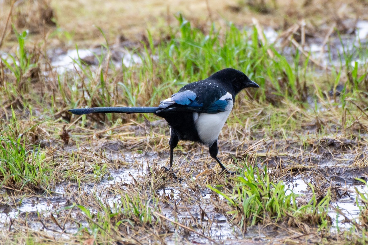 Eurasian Magpie (Eurasian) - ML643882685