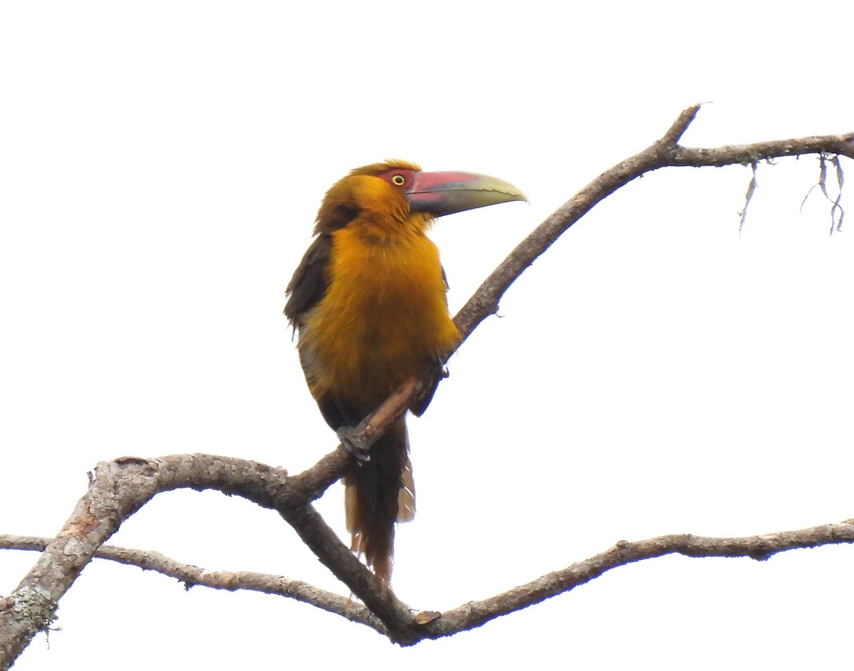 Saffron Toucanet - ML643882686
