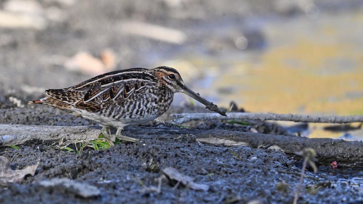 Wilson's Snipe - ML643882696