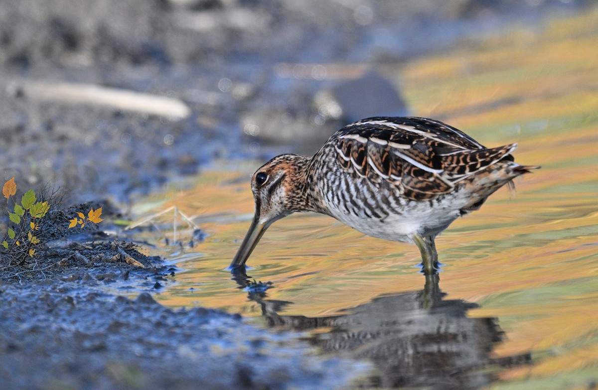 Wilson's Snipe - ML643882700