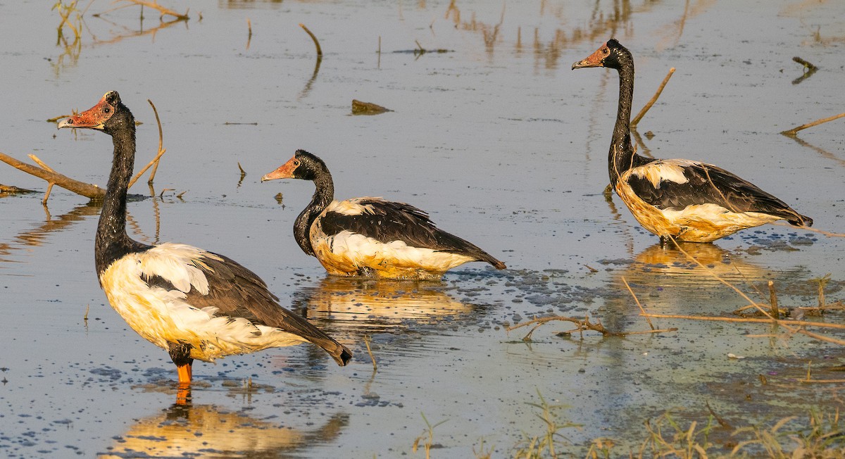 Magpie Goose - ML643882704