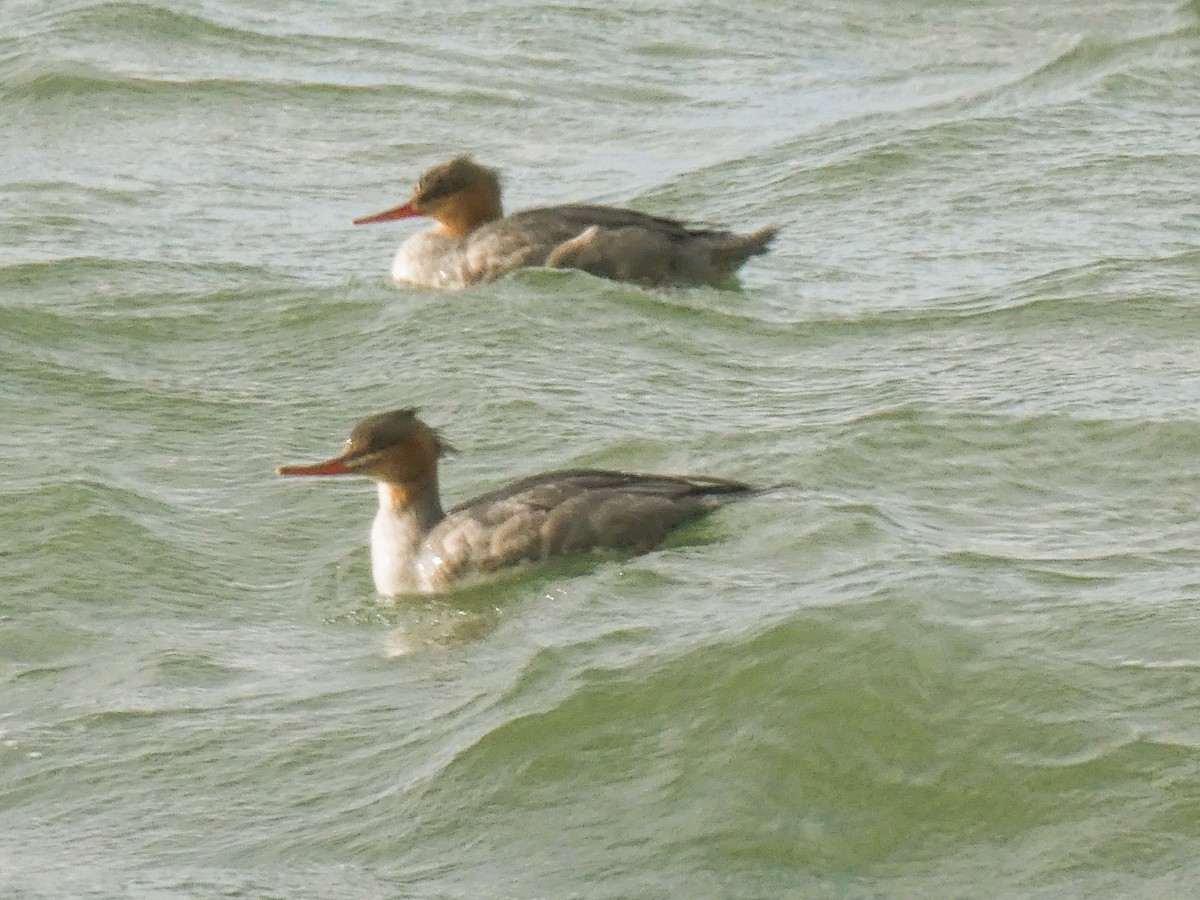Red-breasted Merganser - ML643882707