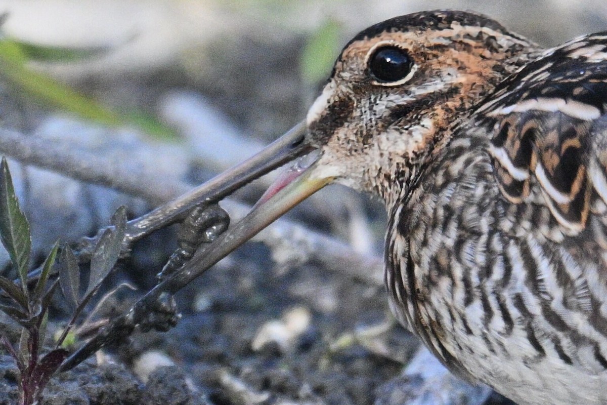Wilson's Snipe - ML643882708