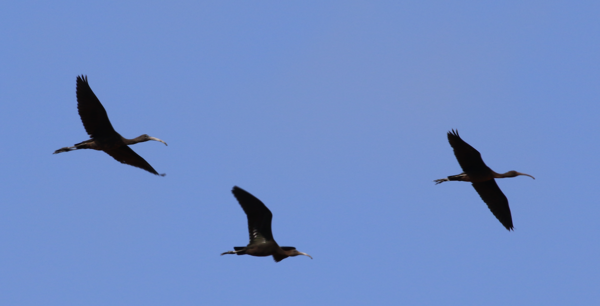 Glossy Ibis - ML643882717