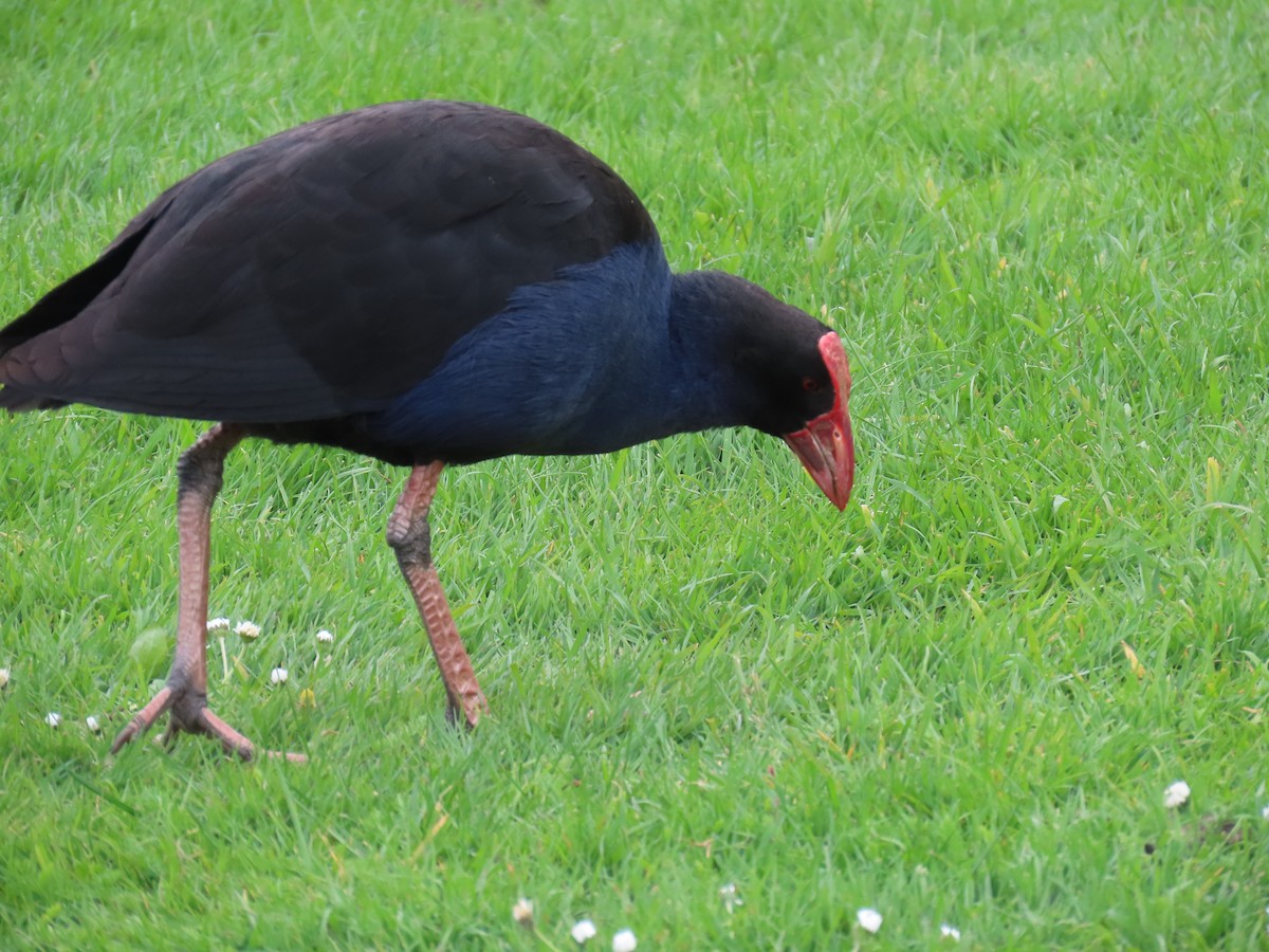 Australasian Swamphen - ML643882723