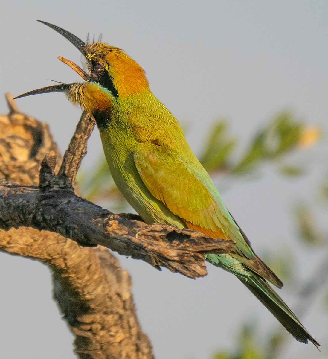 Rainbow Bee-eater - ML643882726