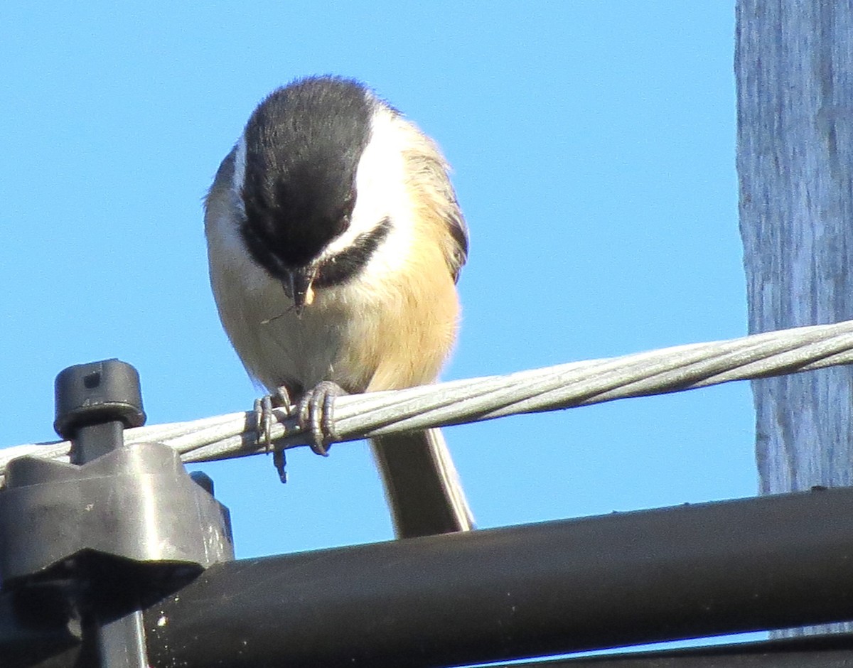 Black-capped Chickadee - ML643882727