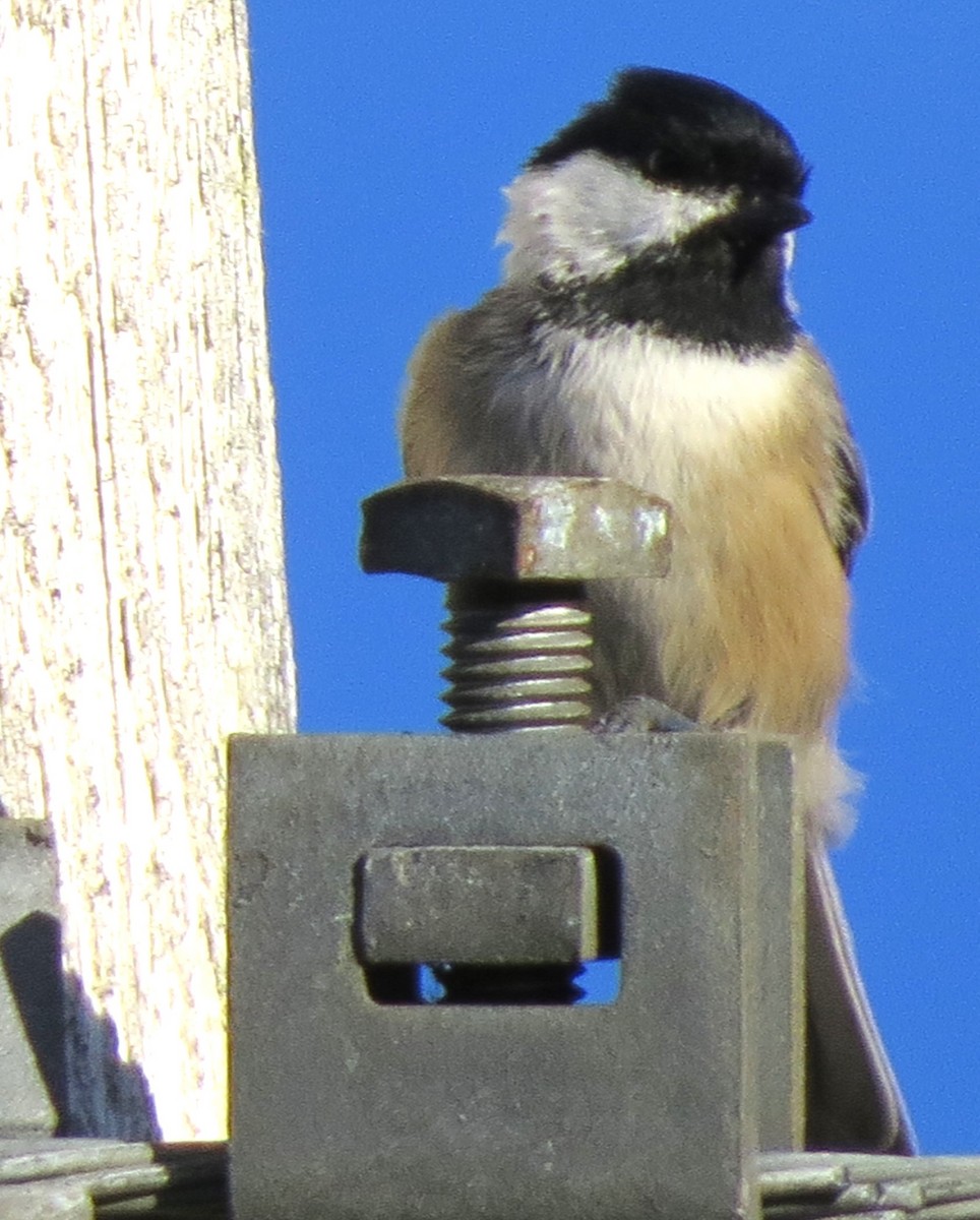 Black-capped Chickadee - ML643882728