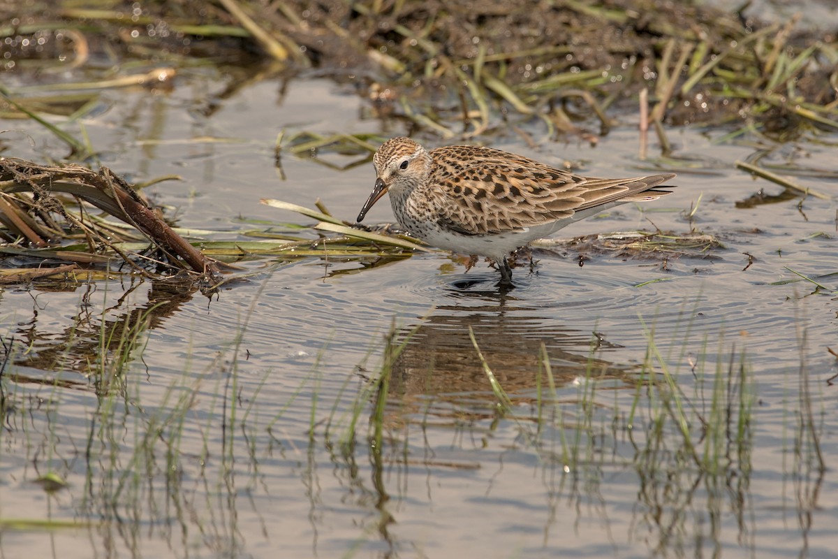 White-rumped Sandpiper - ML643882731