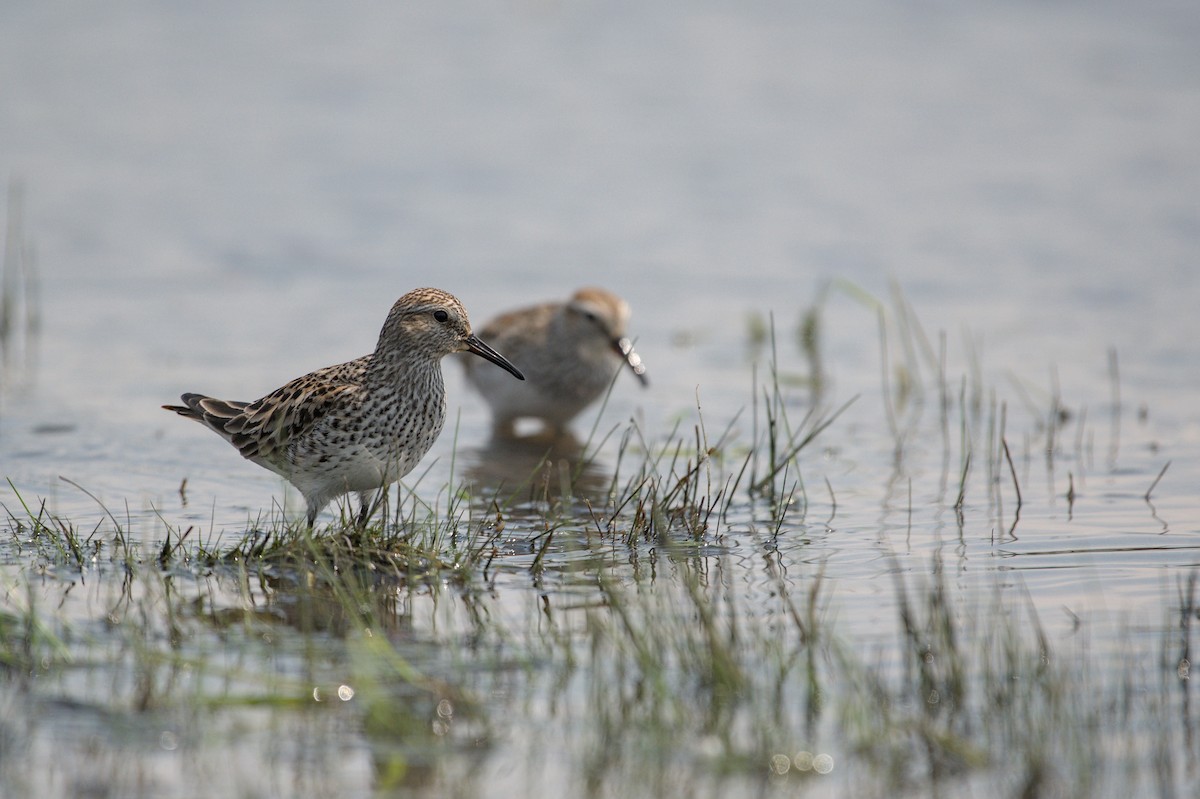 White-rumped Sandpiper - ML643882732