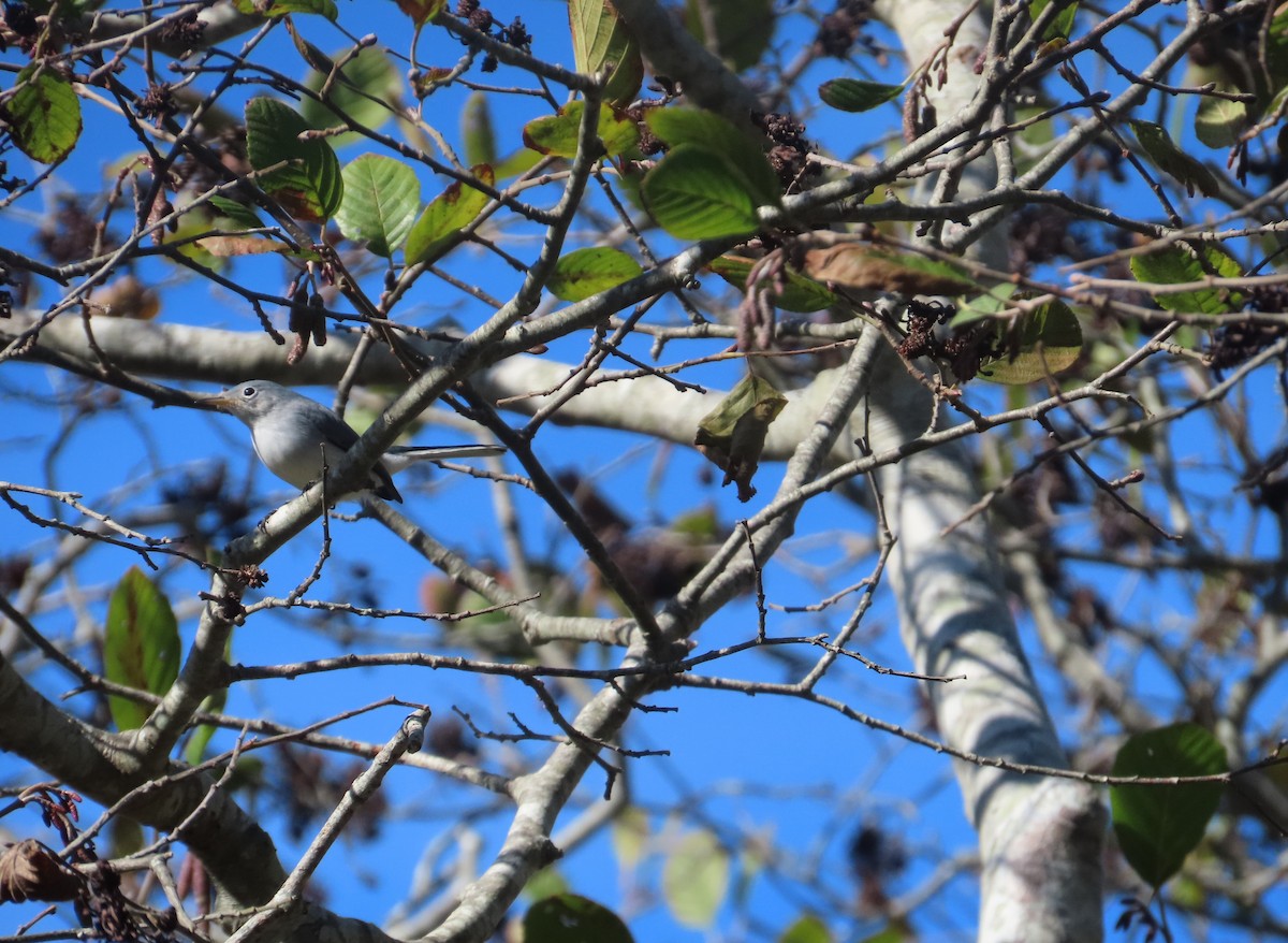 Blue-gray Gnatcatcher - ML643882733