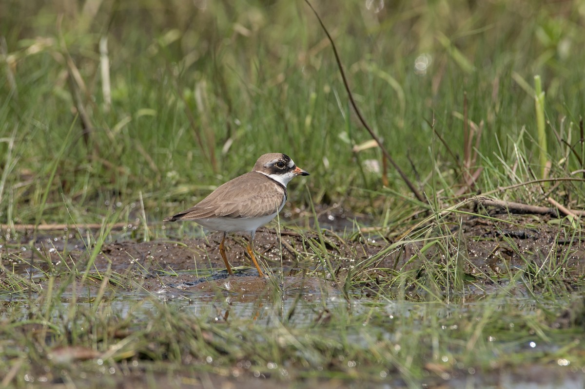 Semipalmated Plover - ML643882736