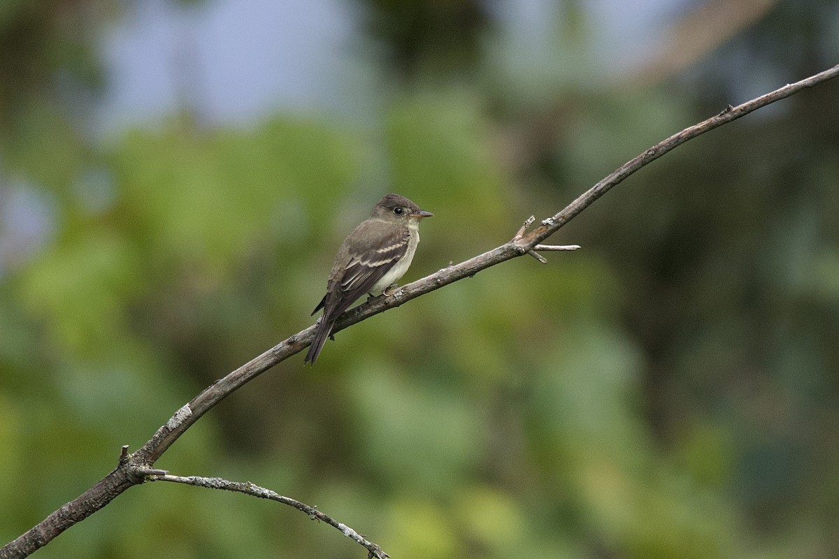 Eastern Wood-Pewee - ML643882739