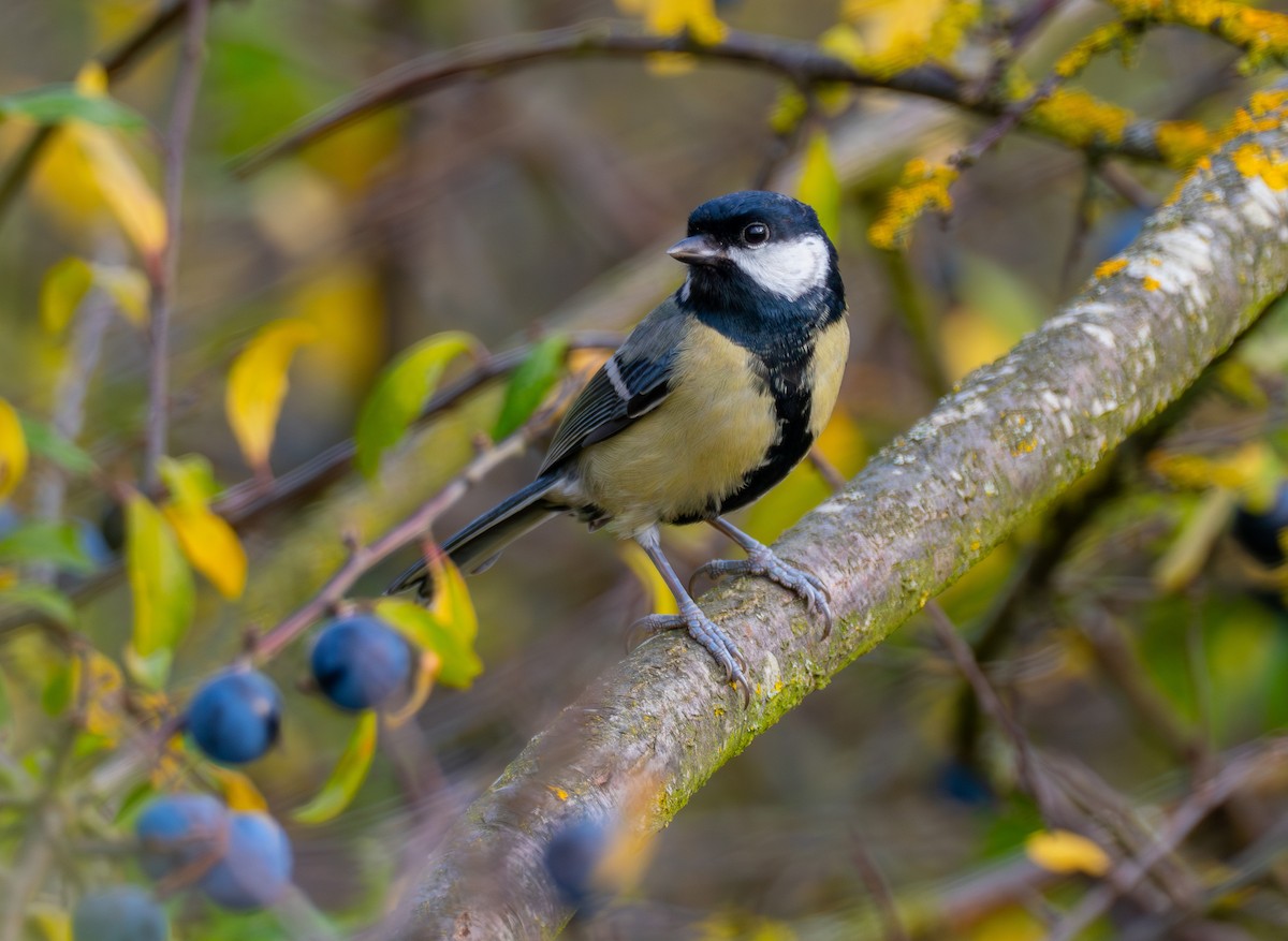 ヨーロッパシジュウカラ - ML643882744