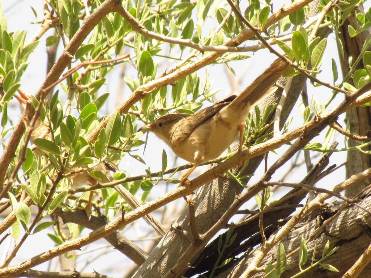スジカブリヤブチメドリ - ML643882746
