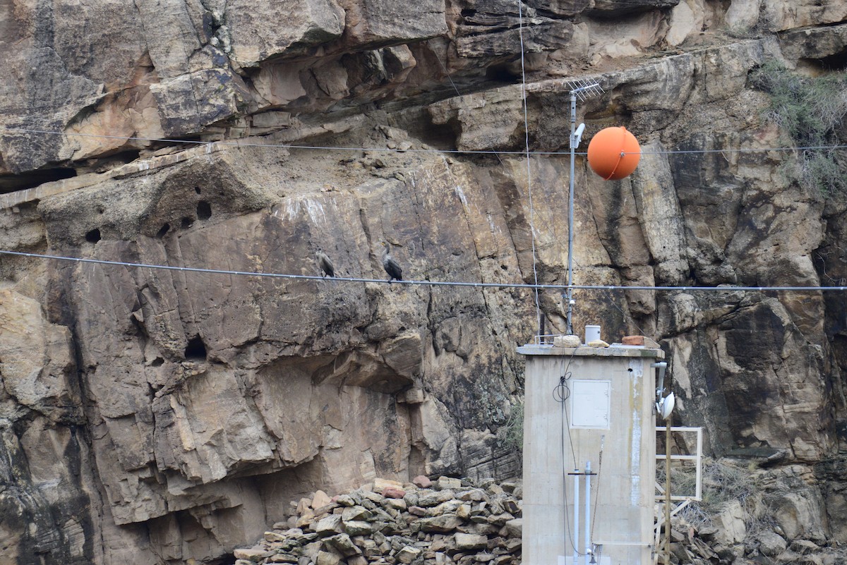 Double-crested Cormorant - ML643882748