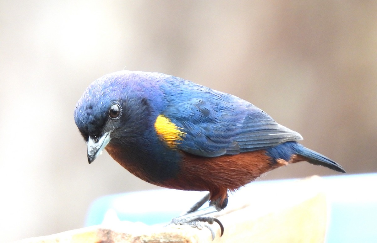 Chestnut-bellied Euphonia - ML643882754