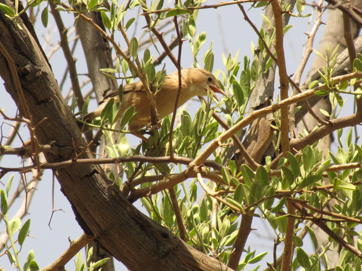スジカブリヤブチメドリ - ML643882762
