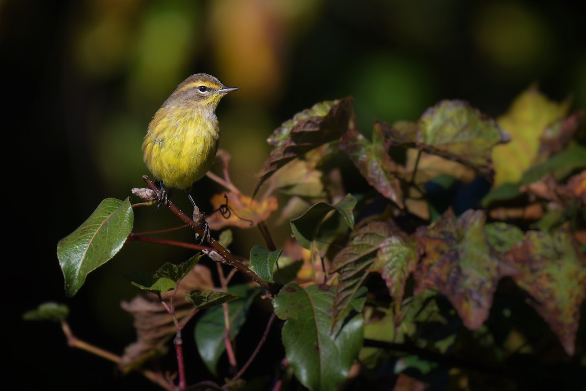 Palm Warbler - ML643882768