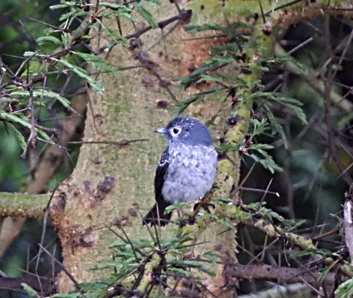 White-eyed Slaty-Flycatcher - ML643882776