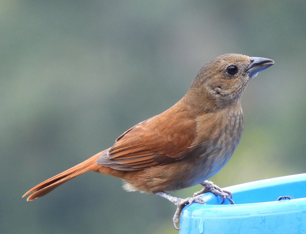 Ruby-crowned Tanager - ML643882782