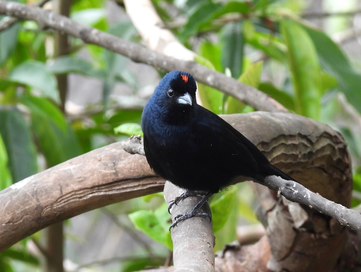 Ruby-crowned Tanager - ML643882783
