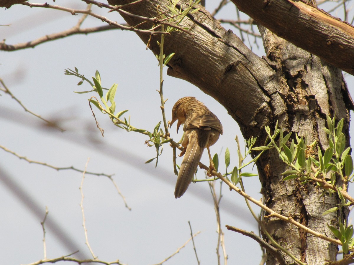 スジカブリヤブチメドリ - ML643882785