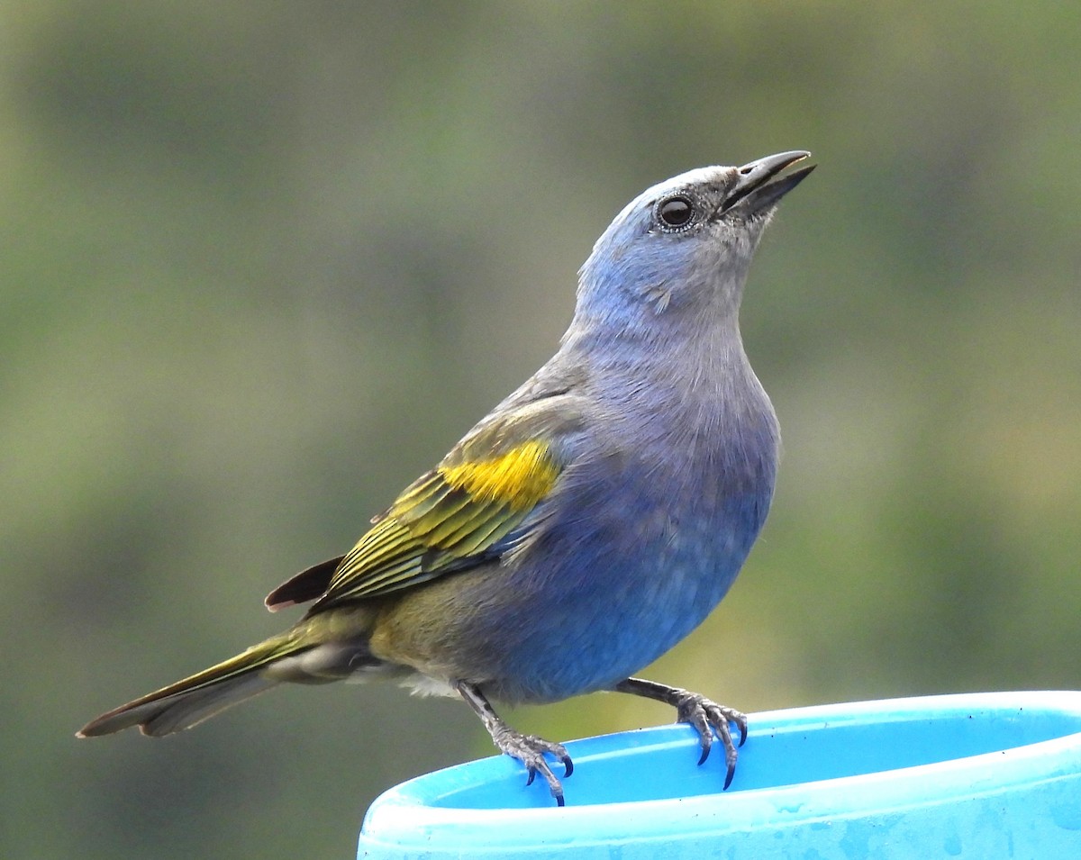 Golden-chevroned Tanager - ML643882793