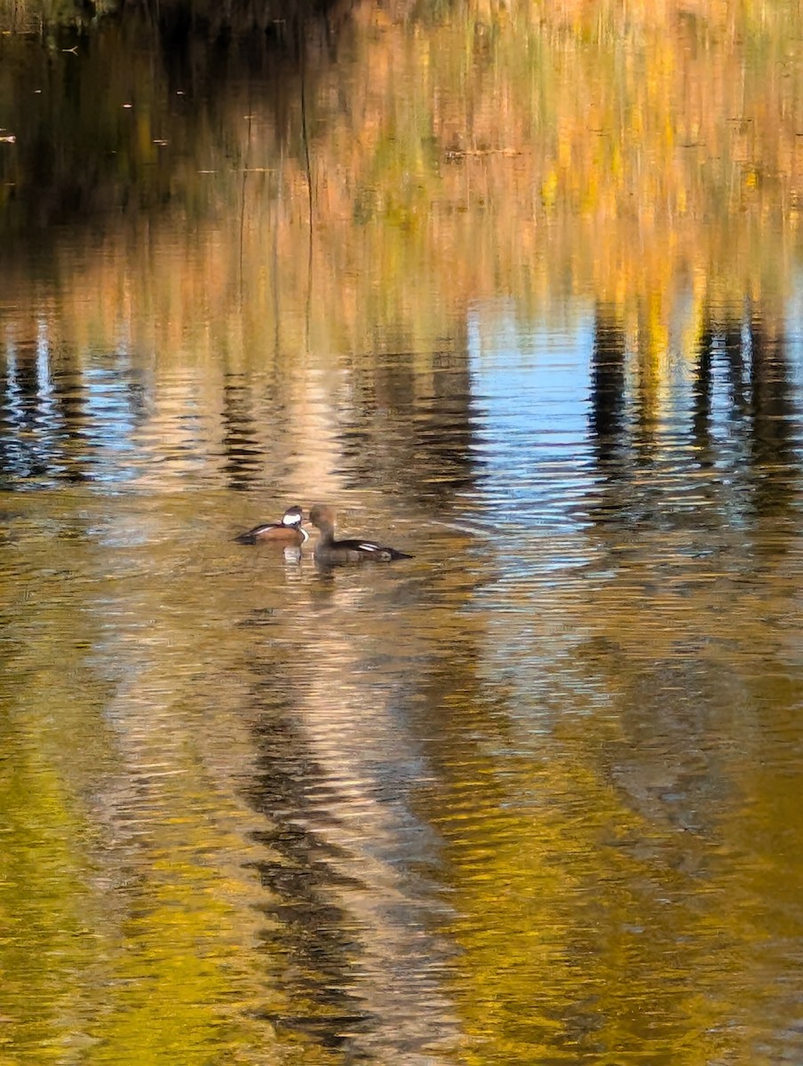 Hooded Merganser - ML643882794