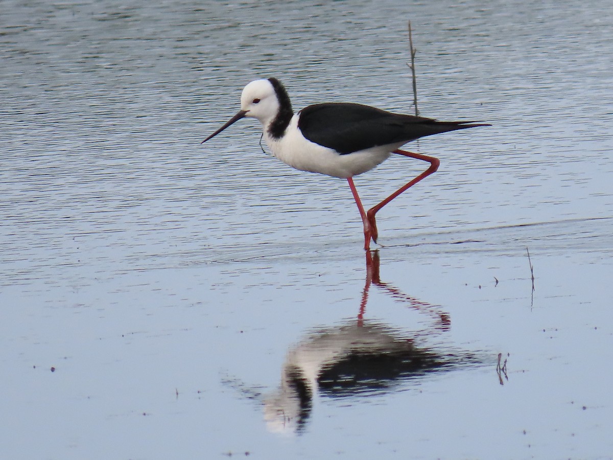 Pied Stilt - ML643882795