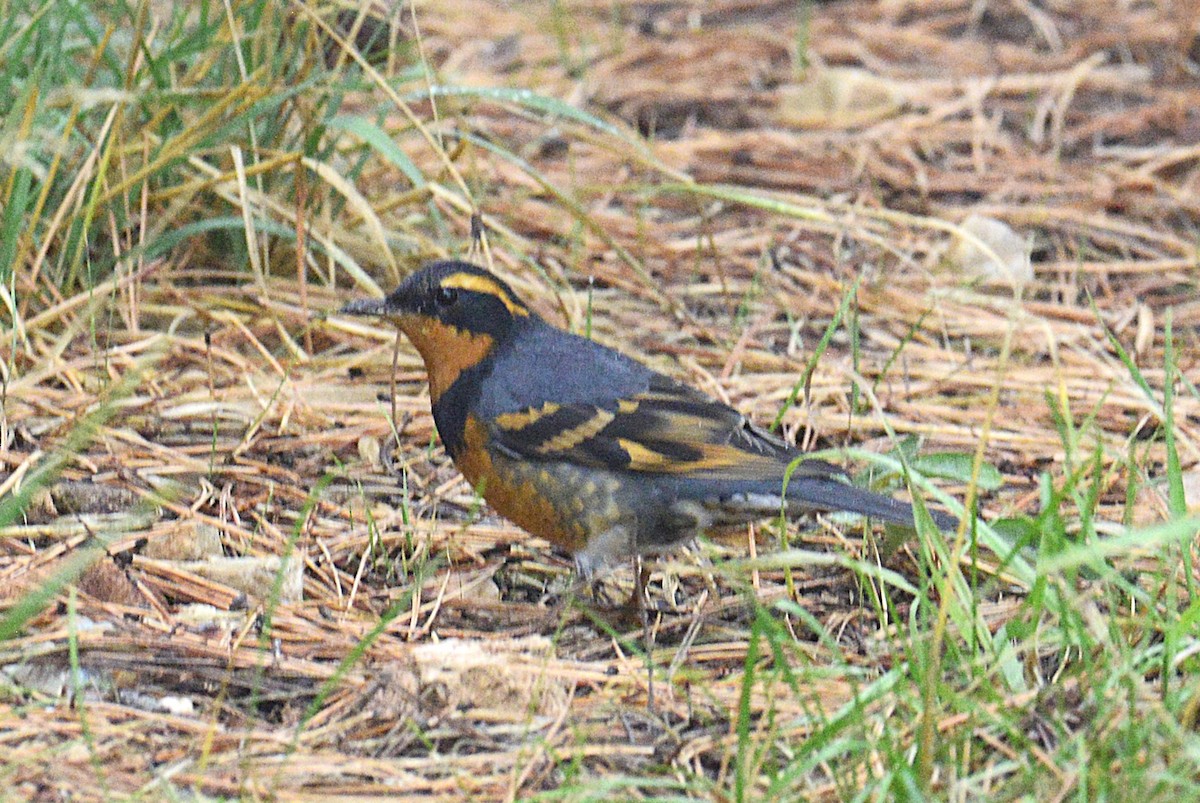 Varied Thrush - ML643882815