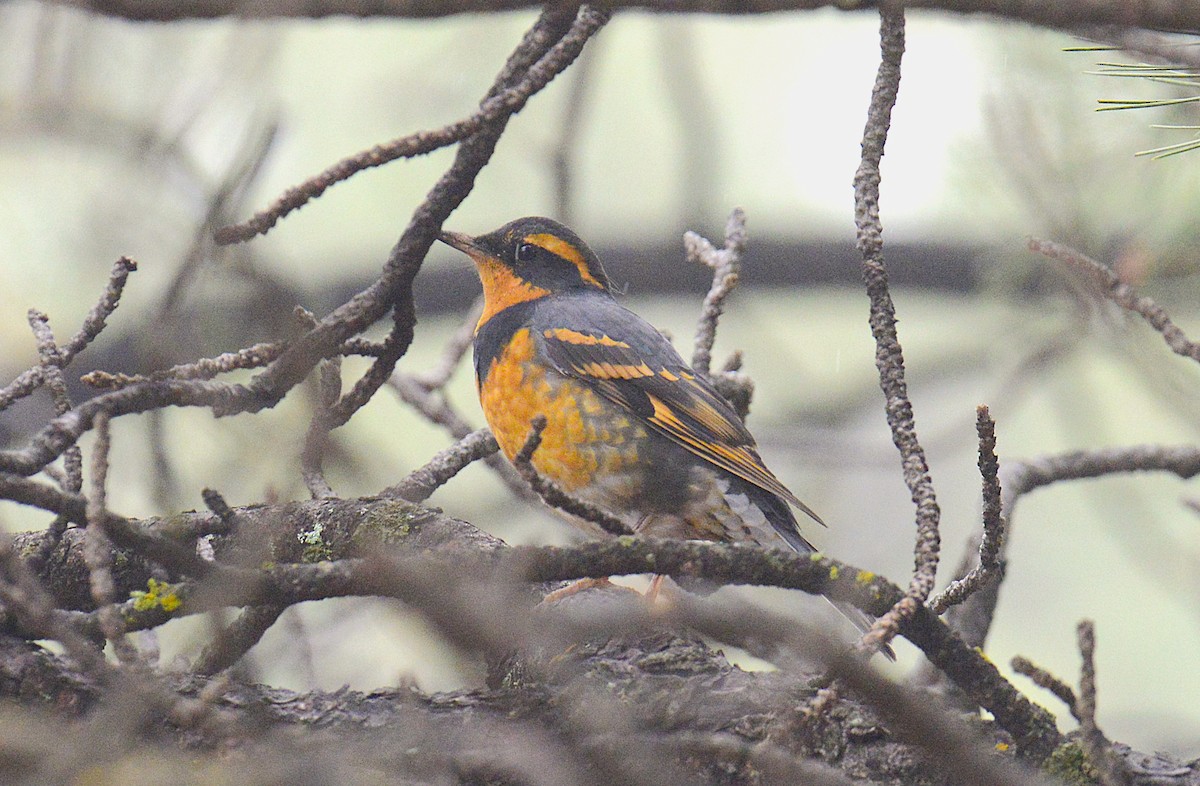 Varied Thrush - ML643882816