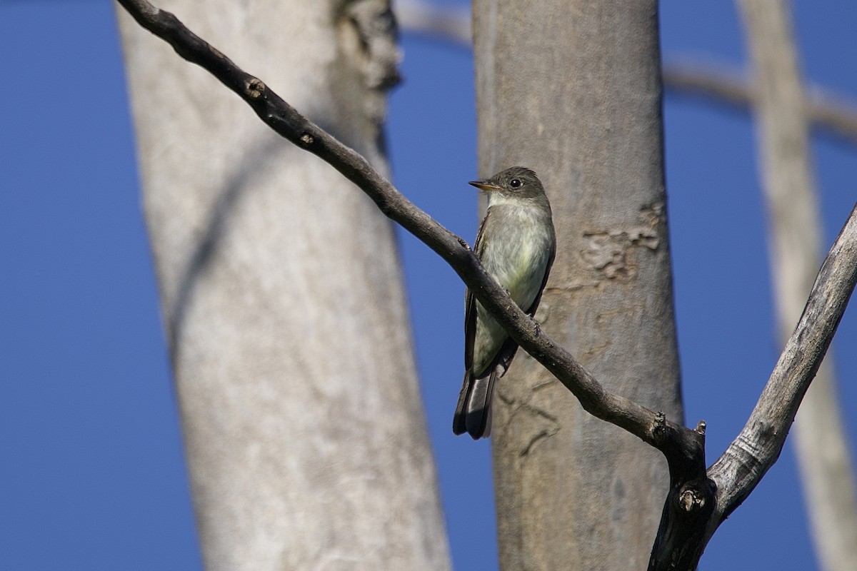Eastern Wood-Pewee - ML643882817