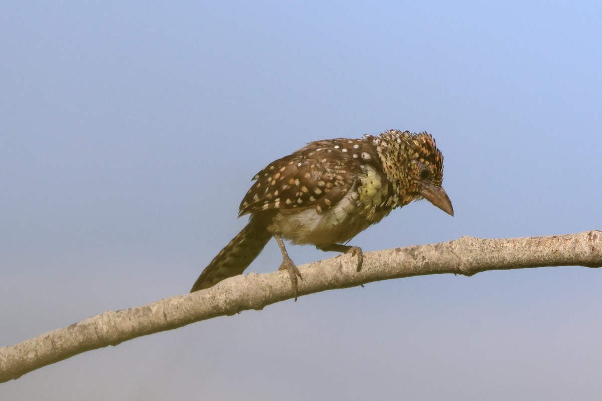 småperleskjeggfugl - ML643882826