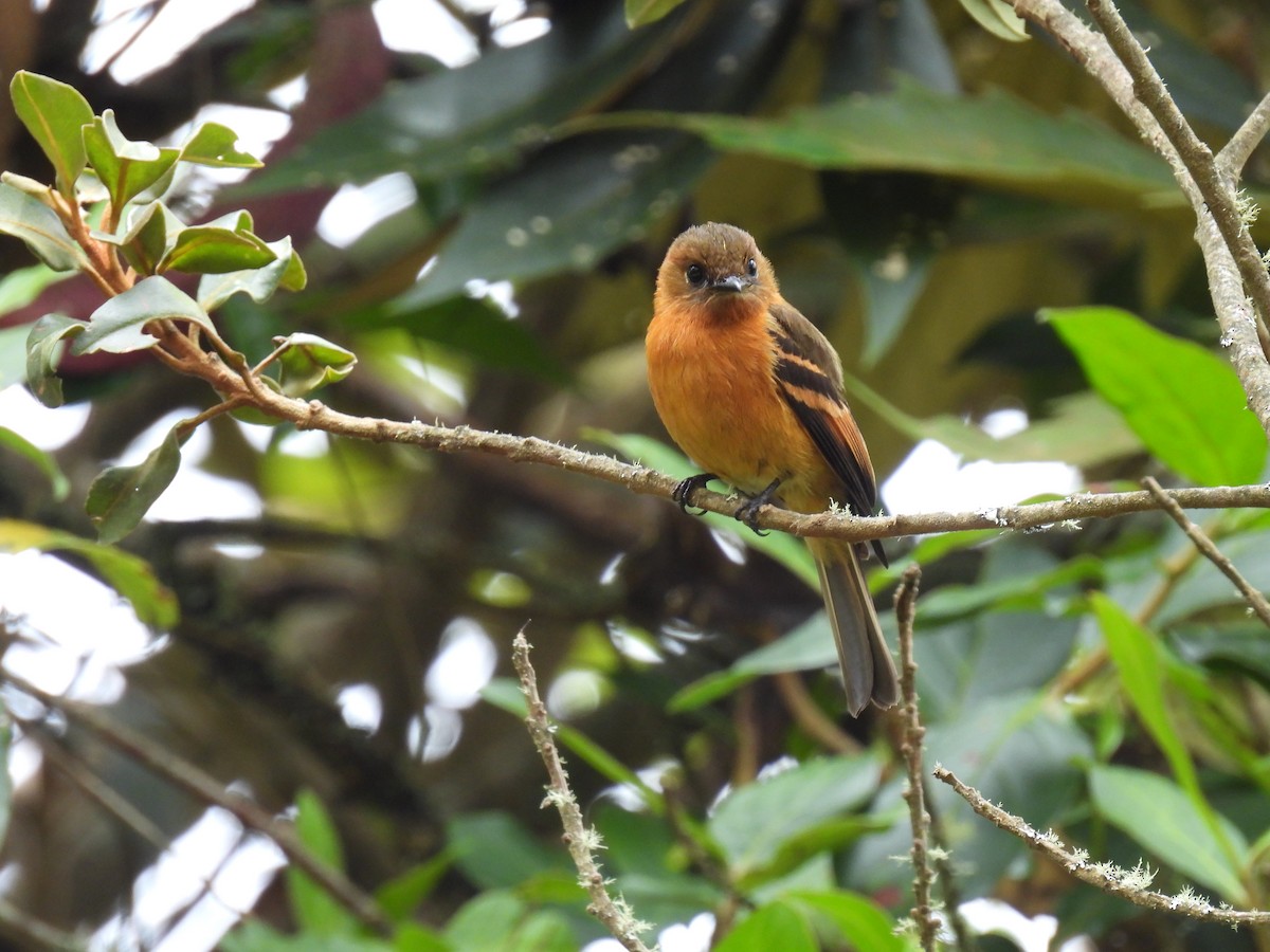 Cinnamon Flycatcher - ML643882829