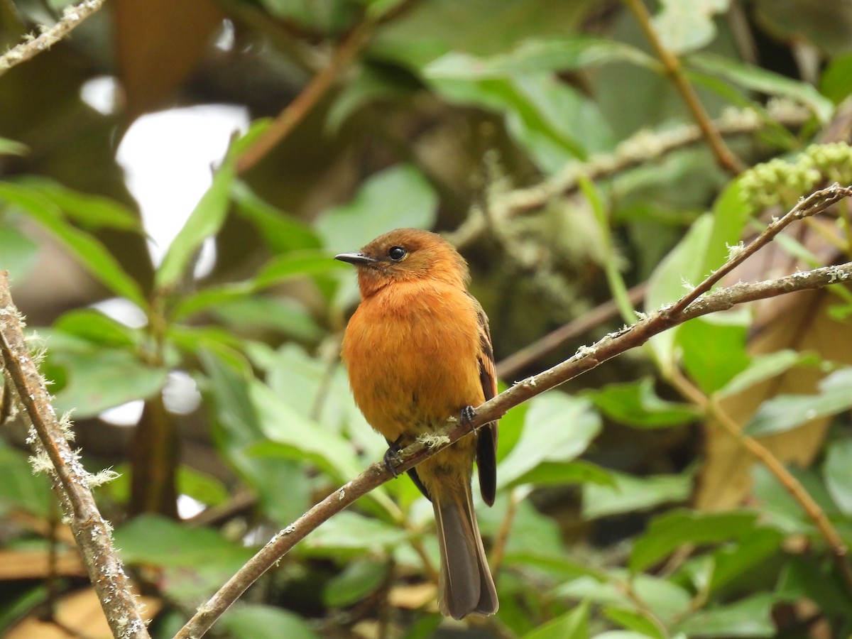Cinnamon Flycatcher - ML643882830