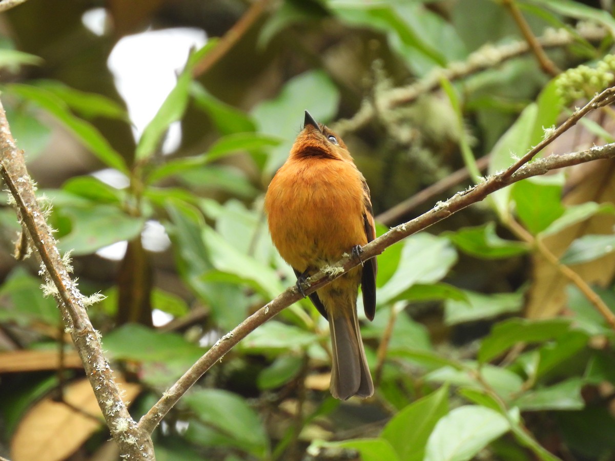 Cinnamon Flycatcher - ML643882831