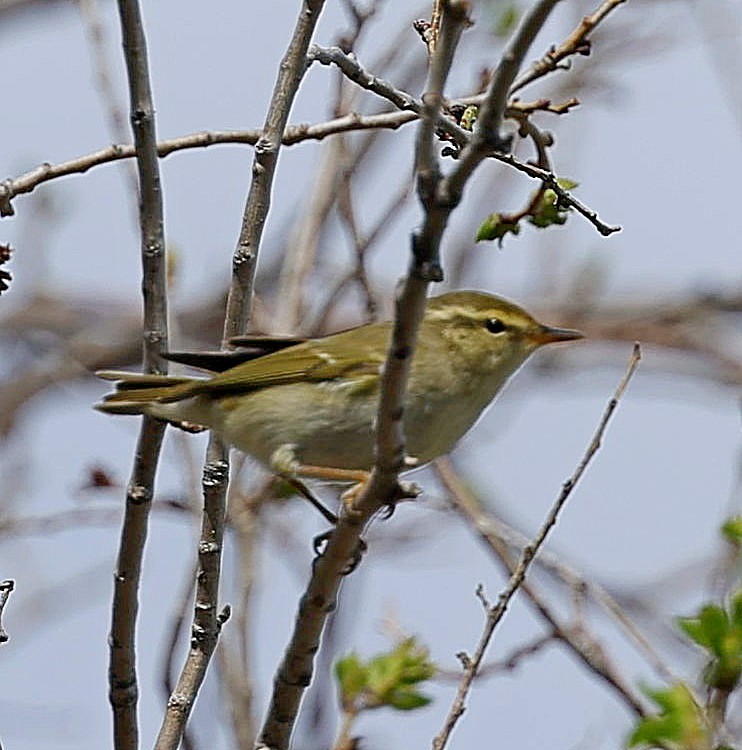 Pouillot boréal - ML643882835