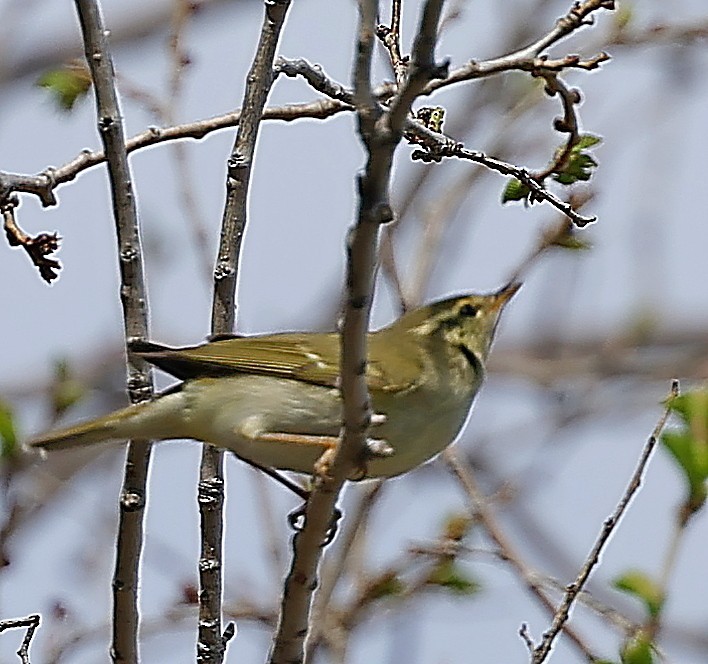 Pouillot boréal - ML643882836