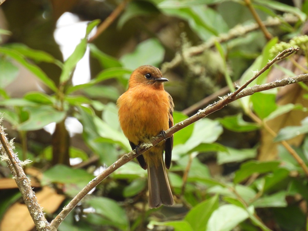 Cinnamon Flycatcher - ML643882837