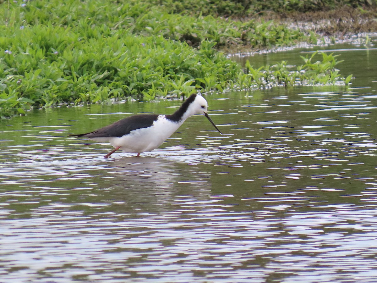 Pied Stilt - ML643882843