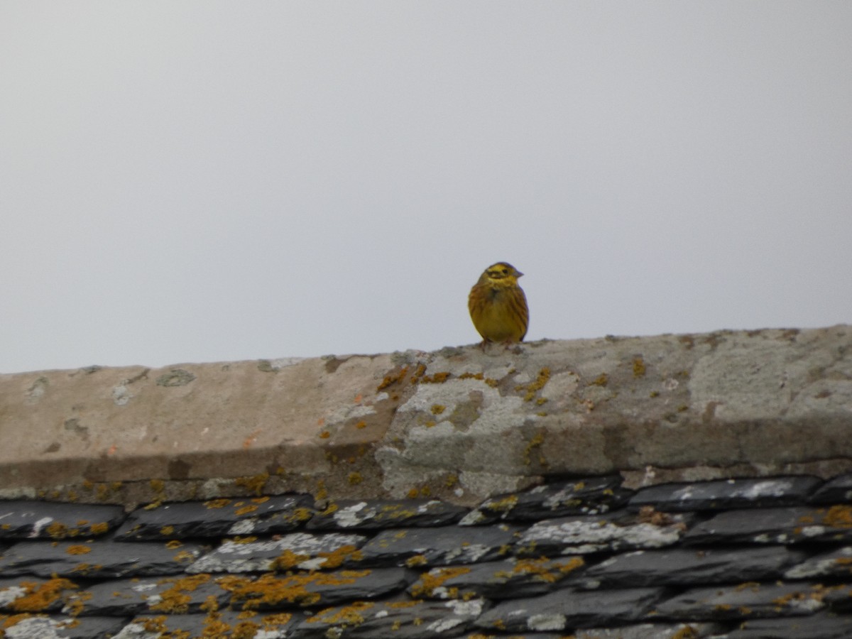 Yellowhammer - ML643882850