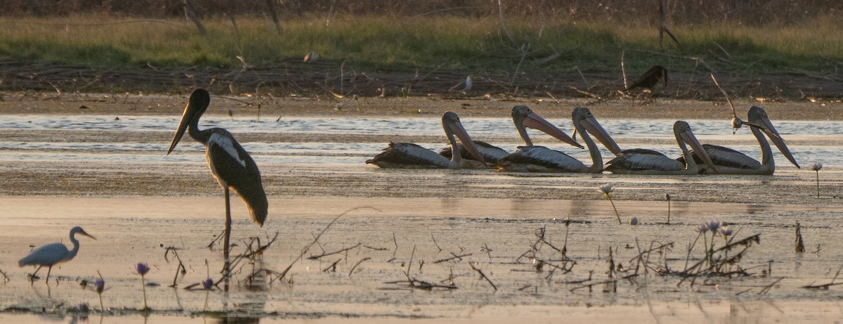Australian Pelican - ML643882867