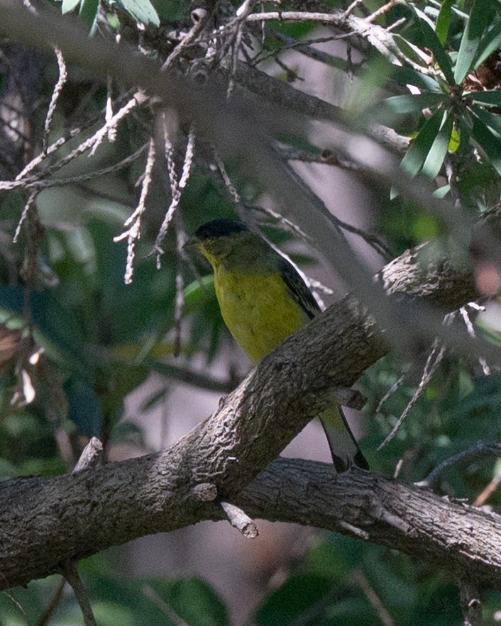 Lesser Goldfinch - ML643882869