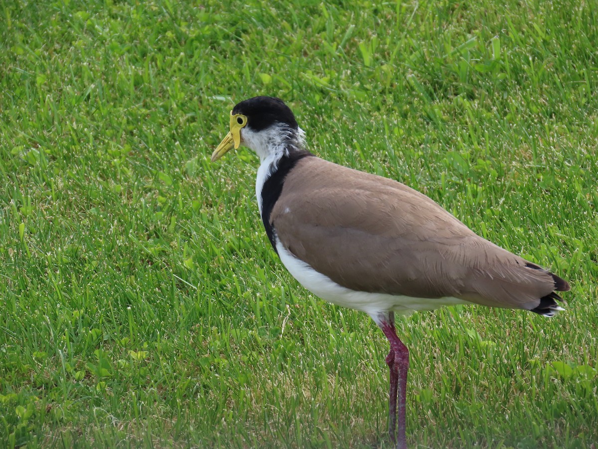 Hegabera maskaraduna - ML643882871