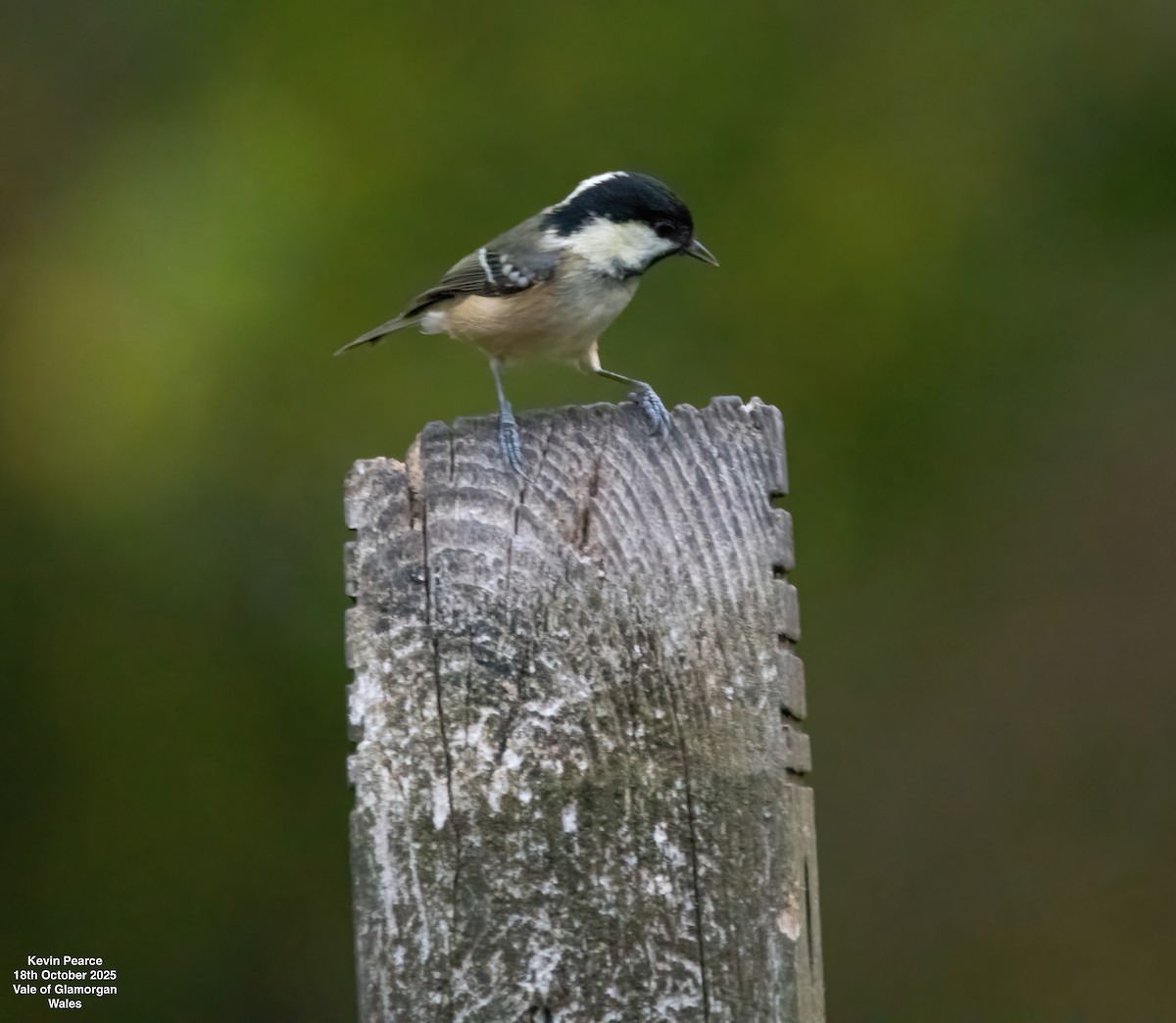 Coal Tit - ML643882890